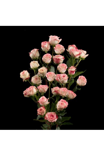 Квіти троянди Сафіна у букеті для флористики